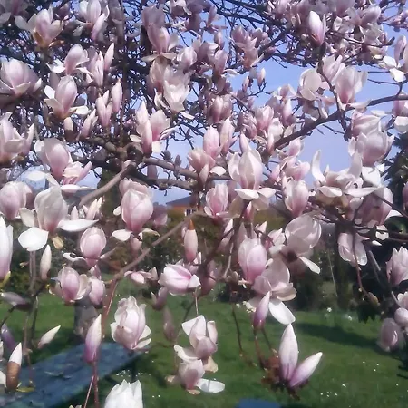 Ferienwohnung Lavendel * Sinzheim